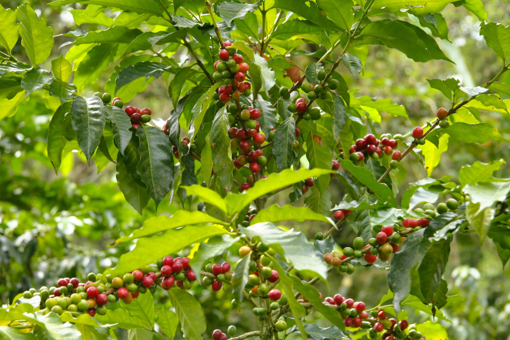 Understanding Coffee Grading: What Makes Quality Coffee?